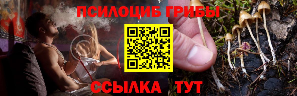 Псилоцибиновые грибы Psilocybine cubensis Нальчик
